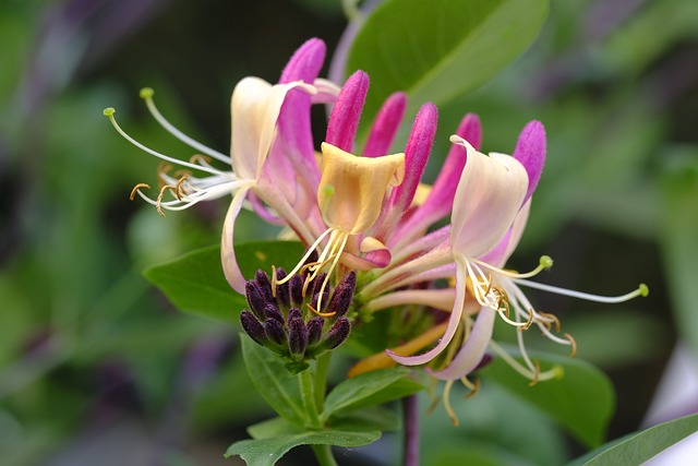 金银花 花园金银花 Honeysuckle - 上的免费照片