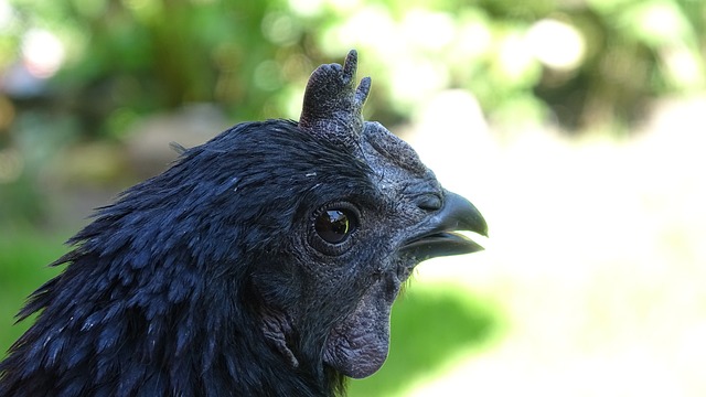 Ayam Cemani 鸡 母鸡 - 上的免费照片