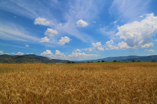 小麦 粮食 场地 - 上的免费照片