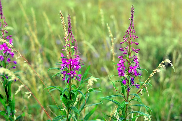 Epilobium 狭叶兰 - 上的免费照片