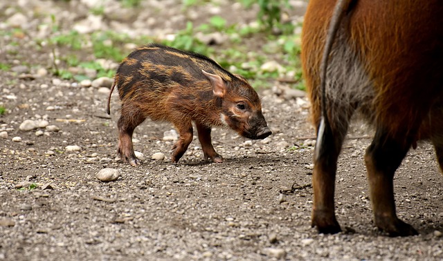 刷耳猪 Potamochoerus Porcus 幼兽 - 上的免费照片