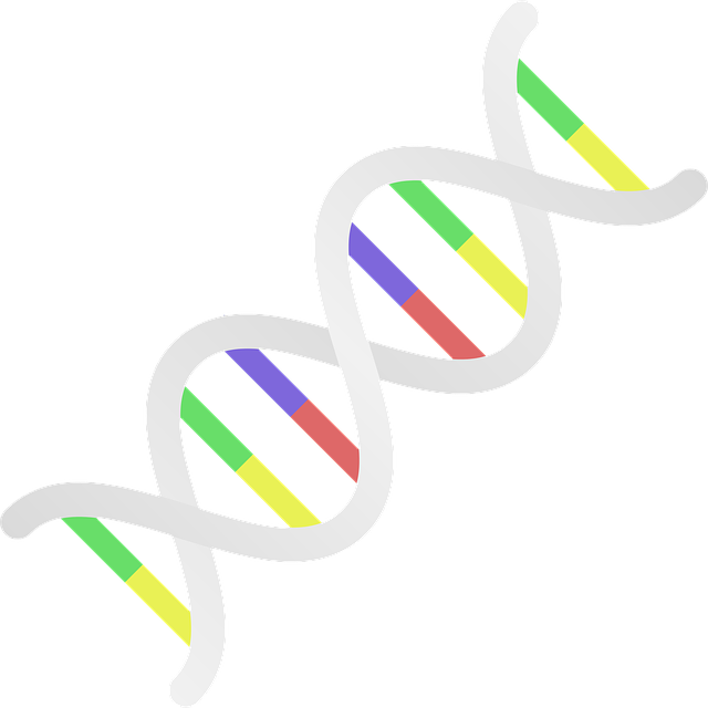 Dna 核糖核酸 钢绞线 - 免费矢量图形