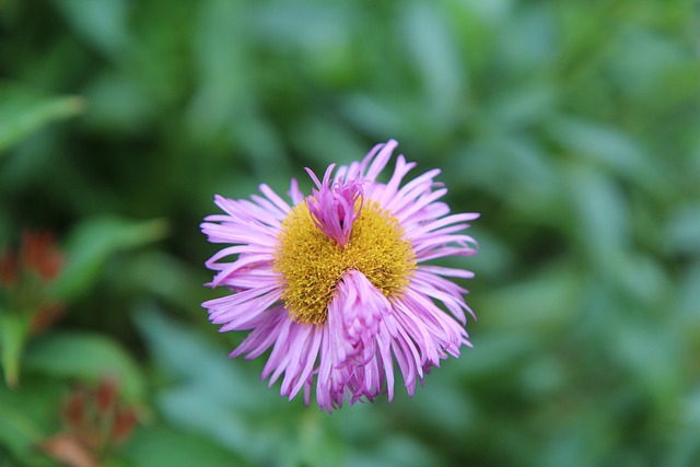 粉红色的花 错的花 - 上的免费照片