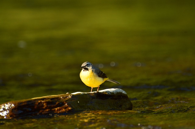 黄鹡鸰 鸟 野生动物 - 上的免费照片
