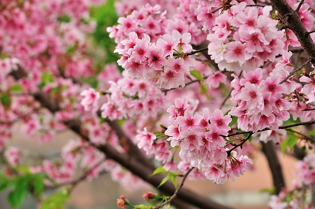 櫻花 Sakura - 上的免费照片