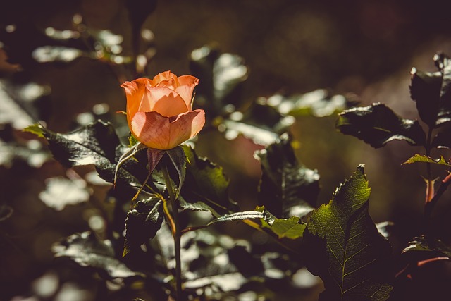 玫瑰 逆光 花 - 上的免费照片