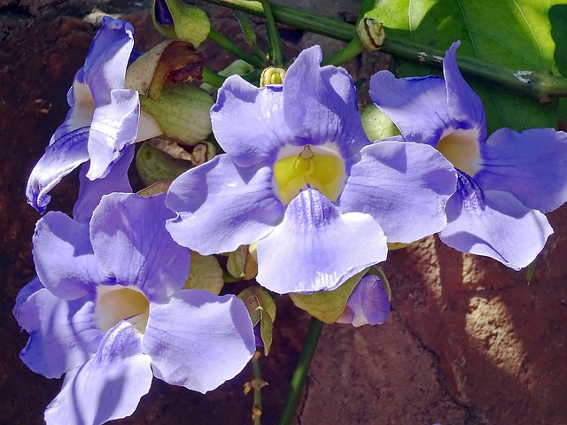 Thunbergia Gandiflora 花 - 上的免费照片