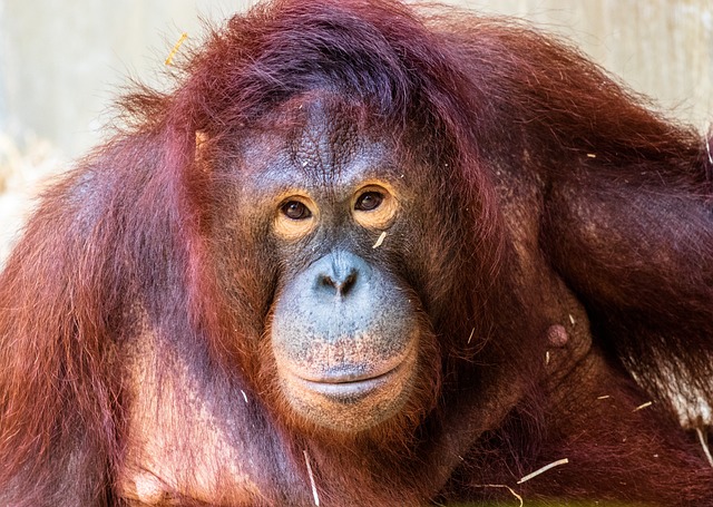 猿 灵长类动物 Orang 组 - 上的免费照片