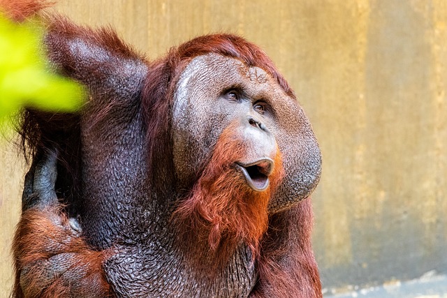 猿 灵长类动物 Orang 组 - 上的免费照片