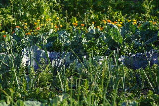 蔬菜 蔬菜的修补程序 食物 - 上的免费照片