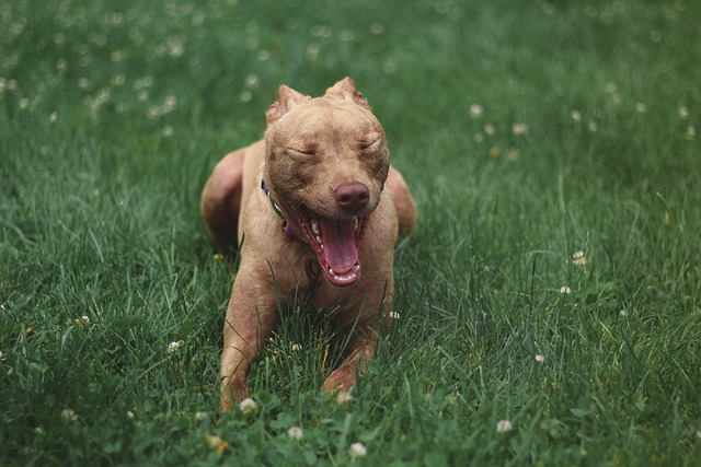 狗 Pitbull 动物 - 上的免费照片