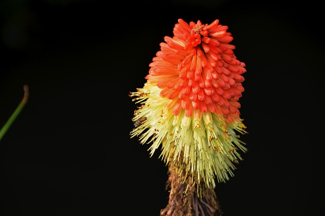 植物花卉 植物 植物区系 Kniphofia - 上的免费照片