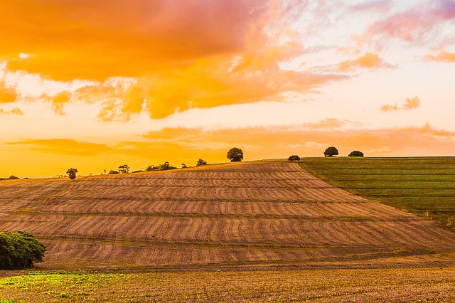 小麦 人工林 种植小麦 - 上的免费照片