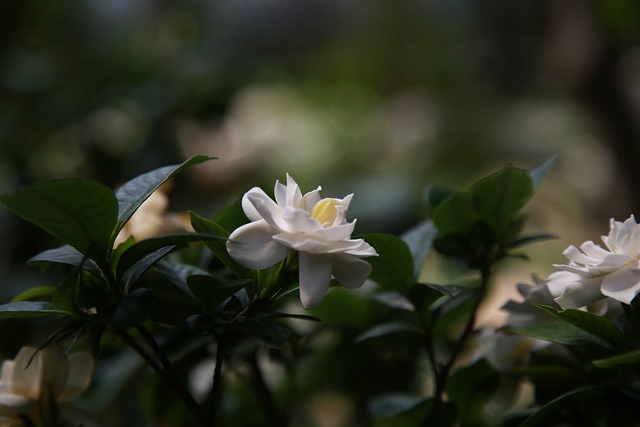 栀子花 香味 大自然 - 上的免费照片