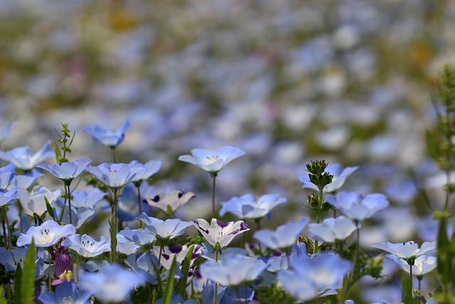 Nemophila 花 蓝色的花 - 上的免费照片