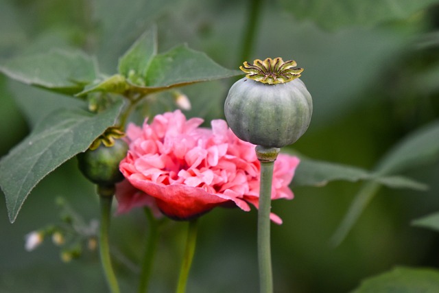 罂粟 花 植物 - 上的免费照片
