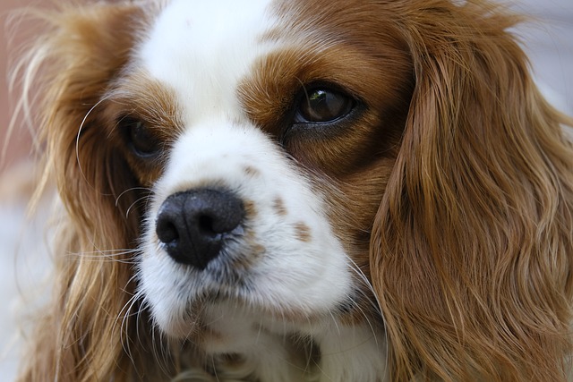 骑士国王查尔斯 骑士查理王猎犬 小猎犬 - 上的免费照片