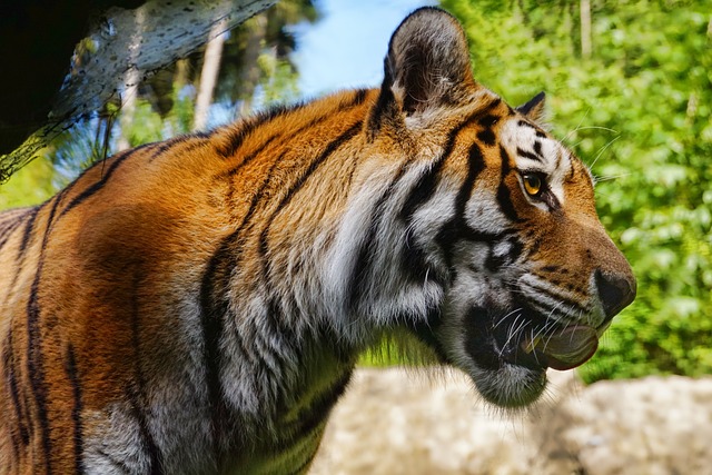 老虎 动物 动物园 - 上的免费照片