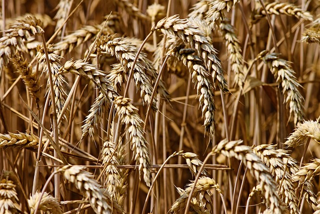 小麦 原野 谷物 - 上的免费照片