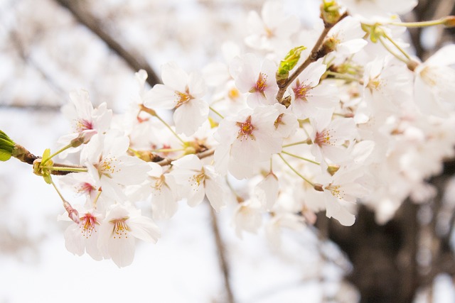 樱花 春天 花 - 上的免费照片