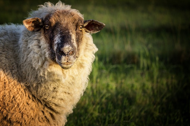 羊 草地 动物 - 上的免费照片