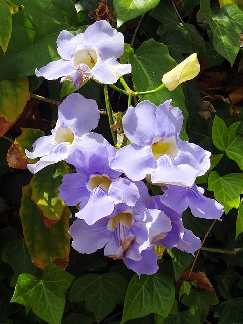 Thunbergia Thunbergia玉兰 花 - 上的免费照片