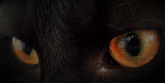 眼睛 猫 家畜 - 上的免费照片
