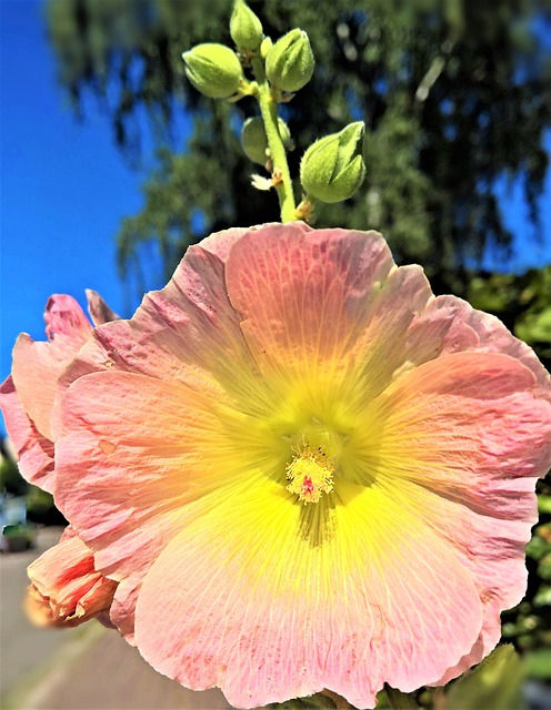 花 蜀葵 常见的牡丹 - 上的免费照片