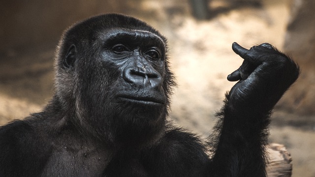 猿 动物园 动物 - 上的免费照片