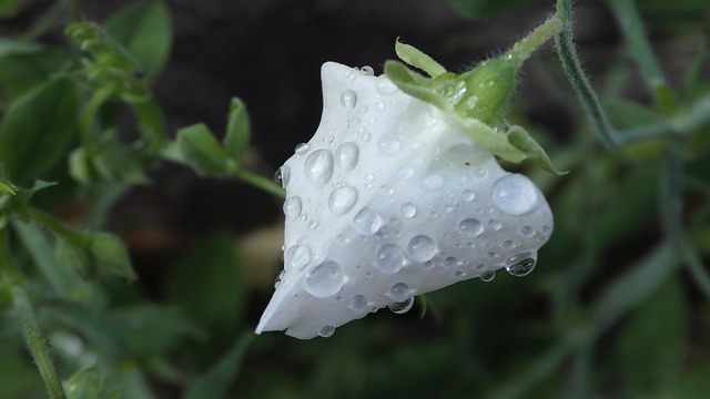 Vetches 开花 雨滴 - 上的免费照片