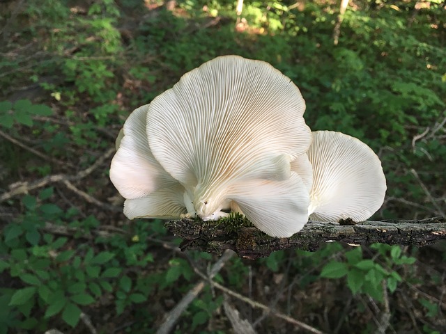 平菇 菌类 菌 - 上的免费照片