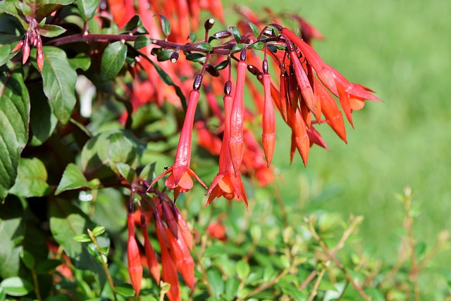 紫红色 蒙布雷西亚 Crocosmia - 上的免费照片