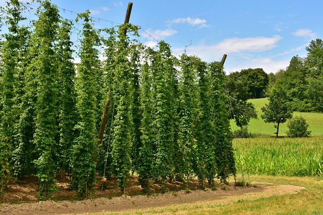 跳 伞形花序 登山者植物 - 上的免费照片