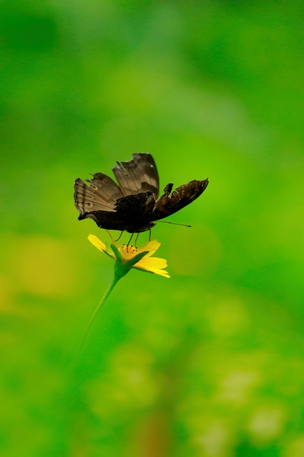 Junonia Iphita 巧克力茜 巧克力的士兵 - 上的免费照片