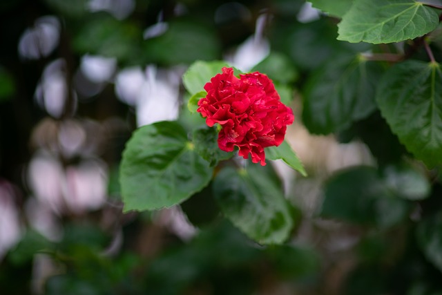 植物 花 - 上的免费照片