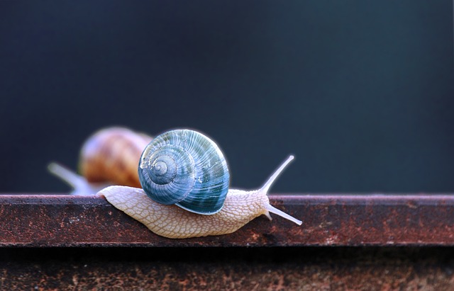 蜗牛 蓝色 蜗牛壳 - 上的免费照片