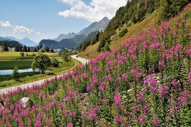 阿尔卑斯山 全景图 梅多斯 - 上的免费照片