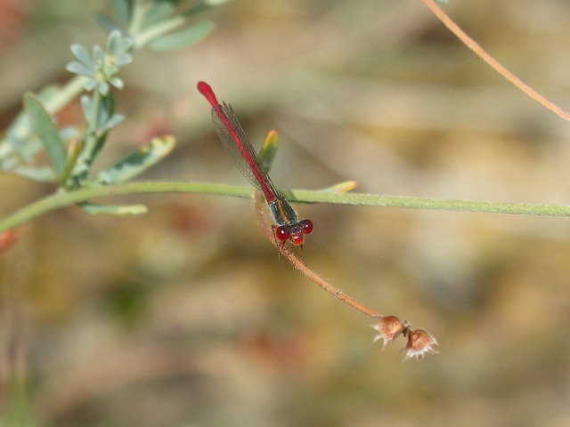 蜻蜓 豆娘 分支 Pyrrhosoma - 上的免费照片