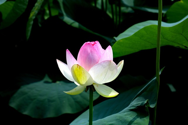 是 鲜花 花朵 - 上的免费照片