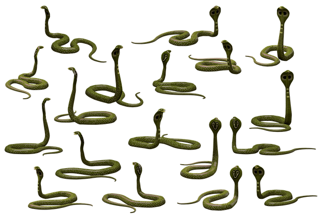 蛇 眼镜蛇 爬虫 - 上的免费图片