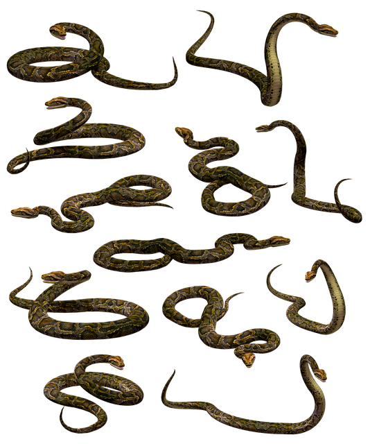 蛇 蟒蛇 Python - 上的免费图片
