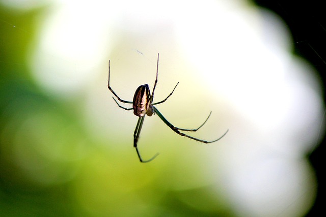 蜘蛛 自然 昆虫 - 上的免费照片