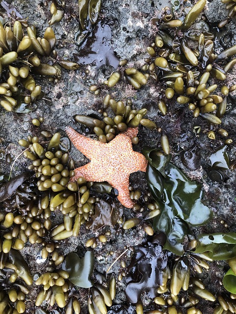 海星 星星 鱼 - 上的免费照片