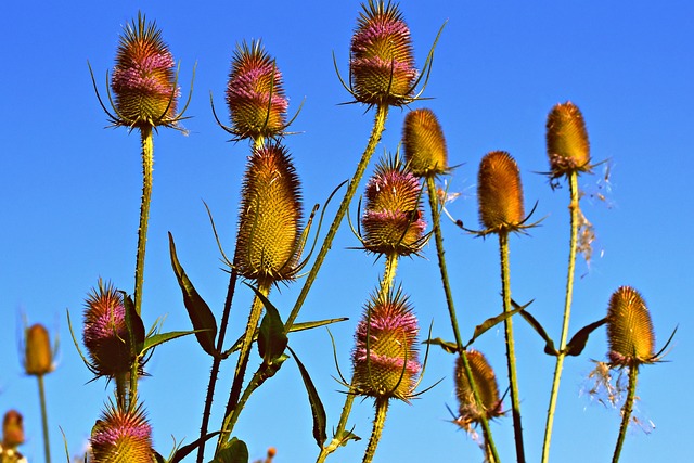 野生续断 花 植物 - 上的免费照片