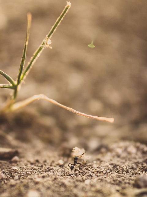 蚂蚁 动物 昆虫 - 上的免费照片