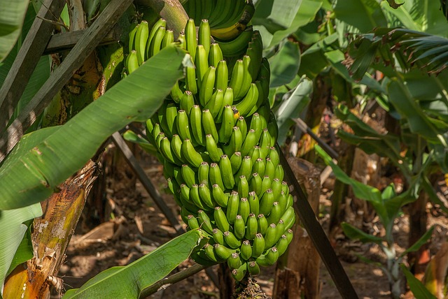 香蕉 热带 人工林 - 上的免费照片