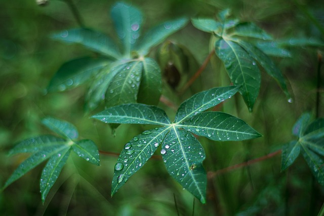 床单 花朵 植物群 - 上的免费照片