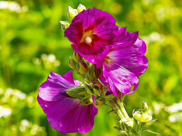 紫色的 鲜花 马尔瓦Alcea - 上的免费图片