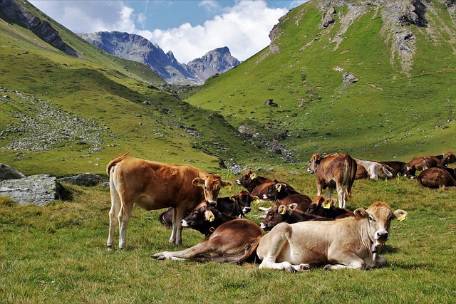 阿尔卑斯山 牛 动物 - 上的免费照片