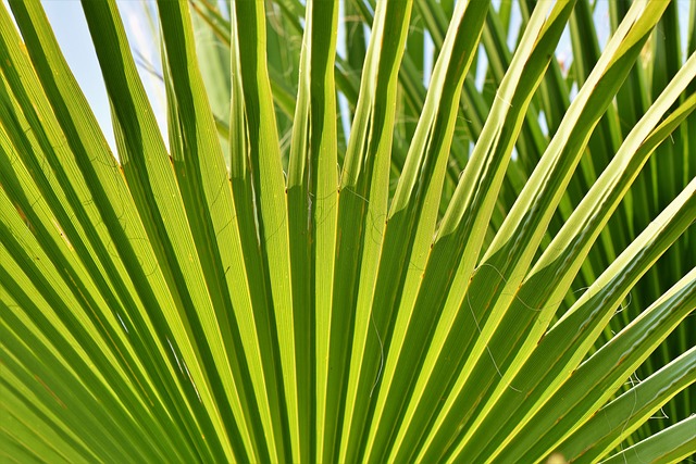 詹姆斯 棕榈树 叶子 - 上的免费照片